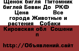 Щенок бигля. Питомник биглей Беван-До (РКФ) › Цена ­ 20 000 - Все города Животные и растения » Собаки   . Кировская обл.,Сошени п.